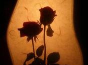 invisible rose regret (Philippe Jaccottet)