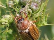 Invasion dans soirée après canicule hannetons Saint Jean, coléoptères Nimy Mons